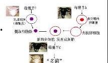 核酸爆料视频完整版下载,完整版下载背后的真相与内幕
